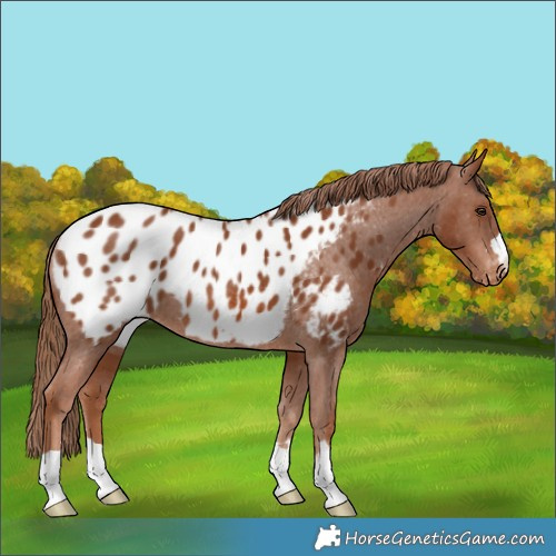 Horse Color:Chestnut Appaloosa Rabicano