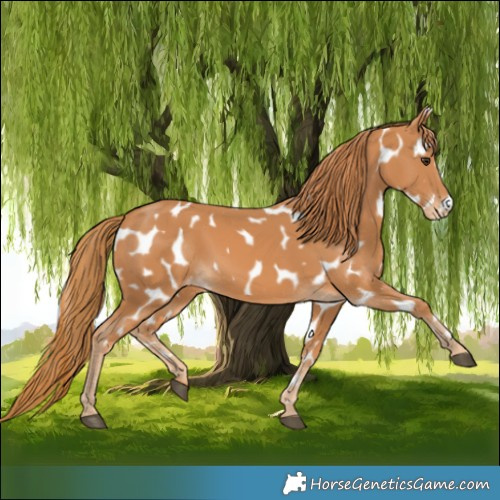 Horse Color:Chestnut Appaloosa 