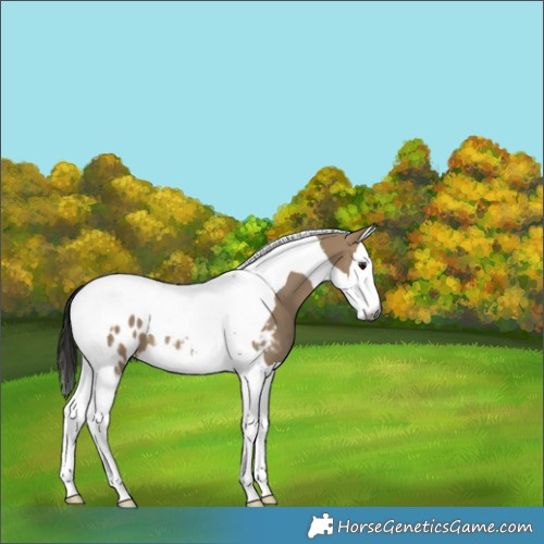 Horse Color:Gray Bay Dun Splash Tobiano Appaloosa