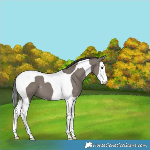 Horse Color:Grullo Splash Tobiano