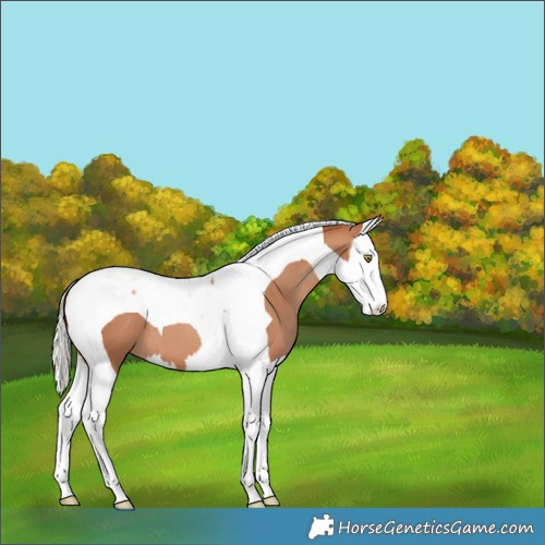 Horse Color:Silver Sable Champagne Splash Tobiano Appaloosa