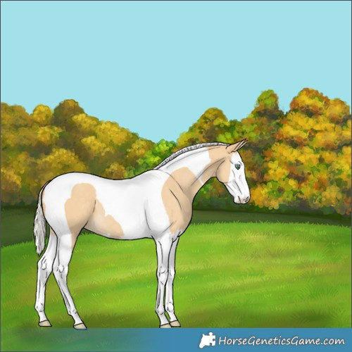 Horse Color:Silver Classic Cream Champagne Dun Splash Tobiano Appaloosa