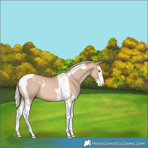 Horse Color:Silver Sable Champagne Dun Splash Tobiano