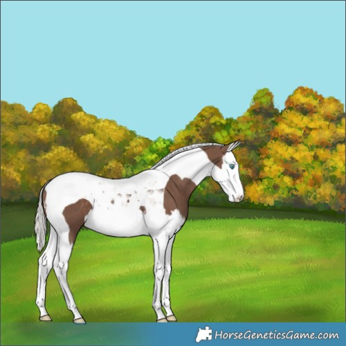 Horse Color:Silver Black Splash Tobiano 