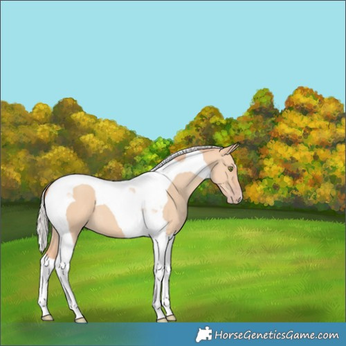 Horse Color:Silver Amber Champagne Dun Tobiano