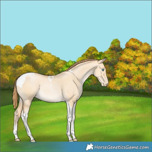 Horse Color:Bay Snowdrop Dun Tobiano