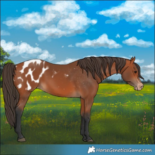 Horse Color:Bay Appaloosa 