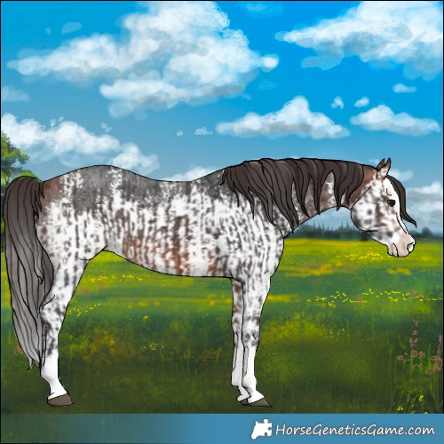 Horse Color:Bay Sabino Splash Appaloosa  and Bay Sabino Splash Appaloosa 