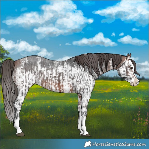 Horse Color:Bay Sabino Splash Varnish  and Bay Sabino Splash Varnish 