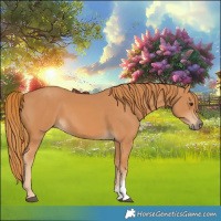Horse Color:Chestnut Sabino 