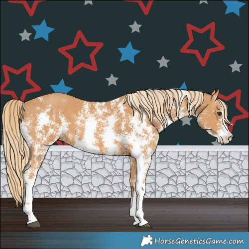 Horse Color:Chestnut Sabino 