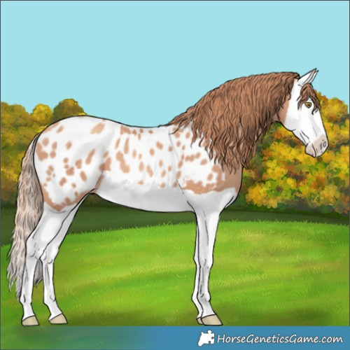 Horse Color:Gold Champagne Splash Appaloosa 