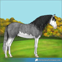 Horse Color:Blue Roan Splash