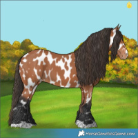 Horse Color:Bay Leopard 