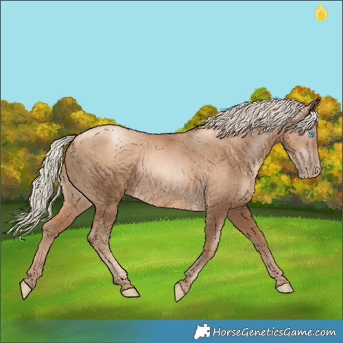 Horse Color:Gray Gold Cream Champagne Pearl 
