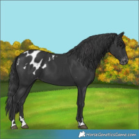 Horse Color:Black Blanket 