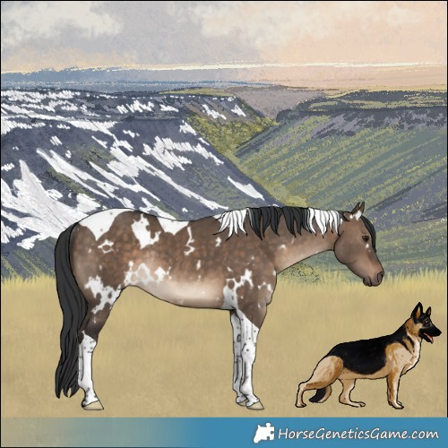 Horse Color:White Spotted Brown Dun Tobiano Rabicano 
