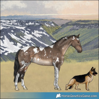 Horse Color:White Spotted Brown Dun Tobiano Rabicano