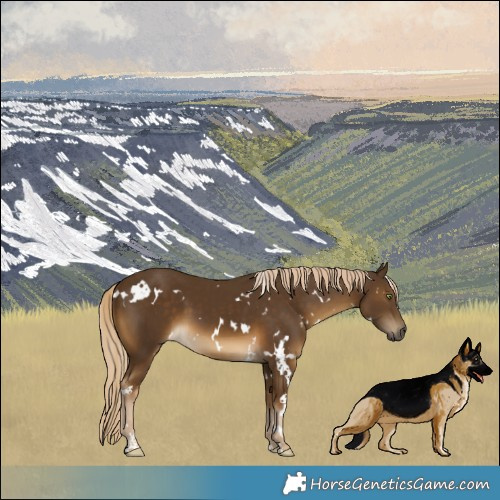 Horse Color:White Spotted Chocolate Palomino 