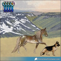Horse Color:White Spotted Chocolate Palomino