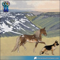 Horse Color:White Spotted Chocolate Palomino