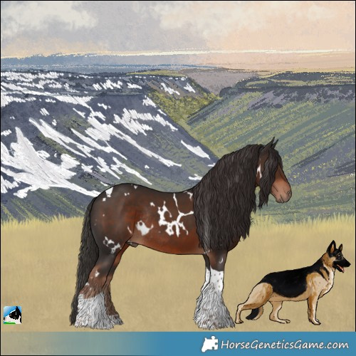 Horse Color:White Spotted Liver Chestnut Tobiano Rabicano 