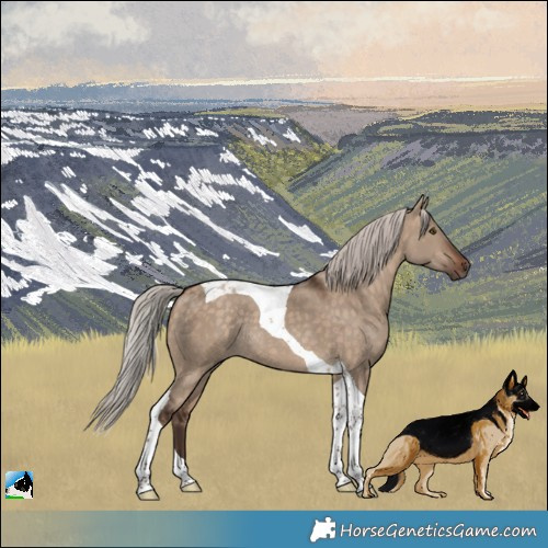 Horse Color:Silver Brown Dun Tobiano Rabicano 