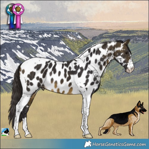 Horse Color:Buckskin Tobiano Appaloosa 