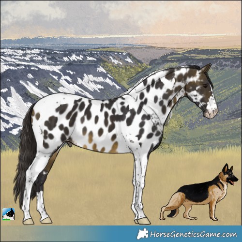 Horse Color:Buckskin Tobiano Appaloosa 