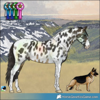 Horse Color:Buckskin Tobiano Near Leopard