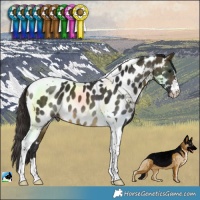 Horse Color:Buckskin Tobiano Near Leopard