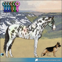 Horse Color:Buckskin Tobiano Near Leopard 