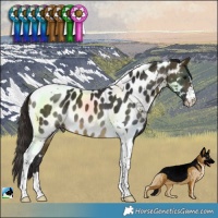 Horse Color:Buckskin Tobiano Near Leopard 