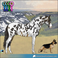 Horse Color:Buckskin Tobiano Near Leopard