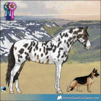 Horse Color:Buckskin Tobiano Appaloosa 
