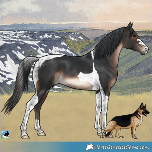 Horse Color:Brown Tobiano 