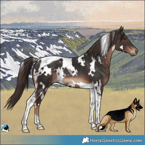 Horse Color:White Spotted Liver Chestnut Tobiano