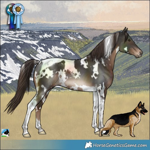 Horse Color:White Spotted Liver Chestnut Tobiano 