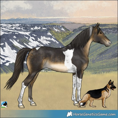 Horse Color:Buckskin Tobiano