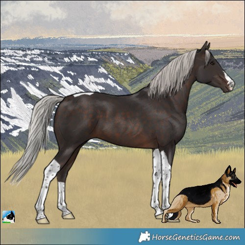 Horse Color:Silver Brown Tobiano 
