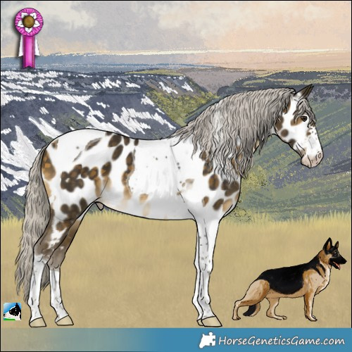 Horse Color:Silver Buckskin Tobiano Appaloosa