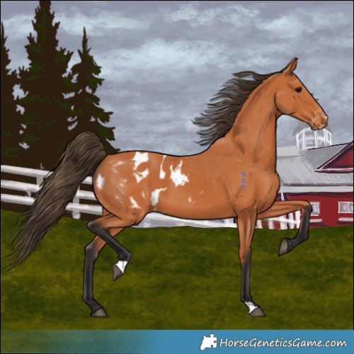 Horse Color:Bay Appaloosa 