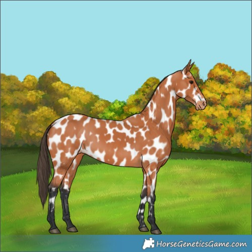 Horse Color:Bay Appaloosa 