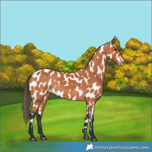 Horse Color:Bay Near Leopard 