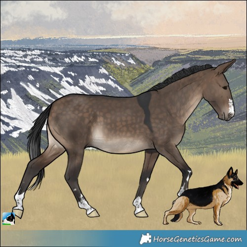 Horse Color:Brown Dun 