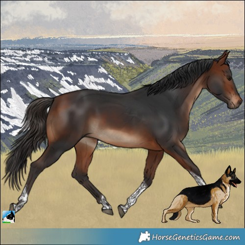 Horse Color:Bay Tobiano 