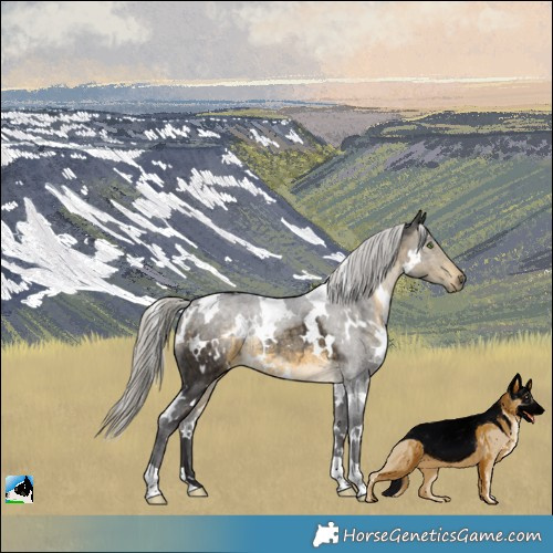 Horse Color:White Spotted Silver Buckskin Rabicano 