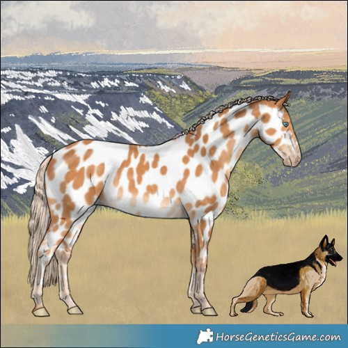 Horse Color:Gray Cremello Appaloosa
