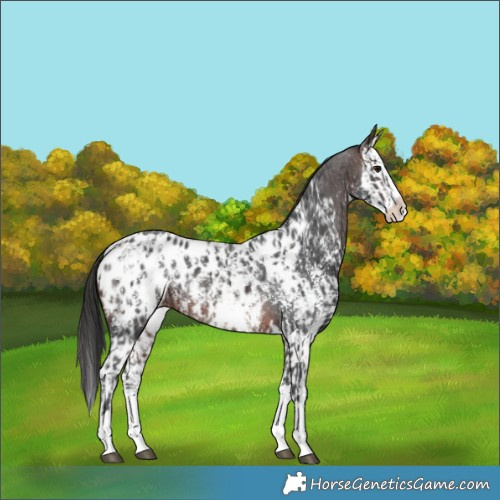 Horse Color:Brown Sabino Splash Near Leopard  and Brown Sabino Splash Near Leopard 