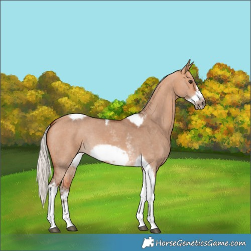 Horse Color:Silver Bay Dun Sabino Tobiano Frame Rabicano 